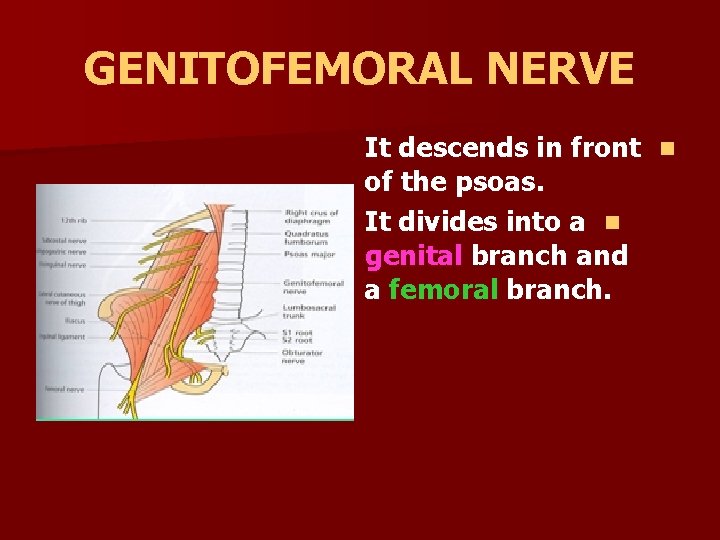 GENITOFEMORAL NERVE It descends in front n of the psoas. It divides into a