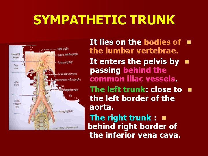 SYMPATHETIC TRUNK It lies on the bodies of n the lumbar vertebrae. It enters