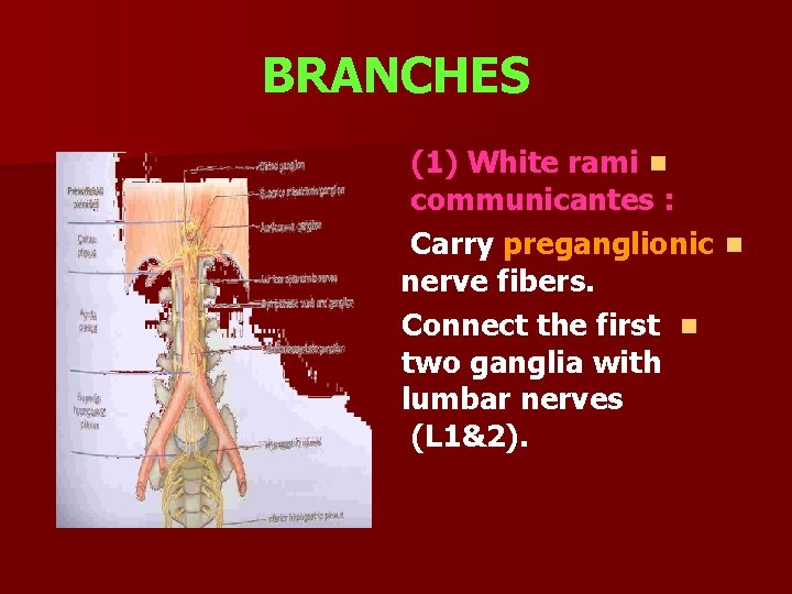 BRANCHES (1) White rami n communicantes : Carry preganglionic n nerve fibers. Connect the