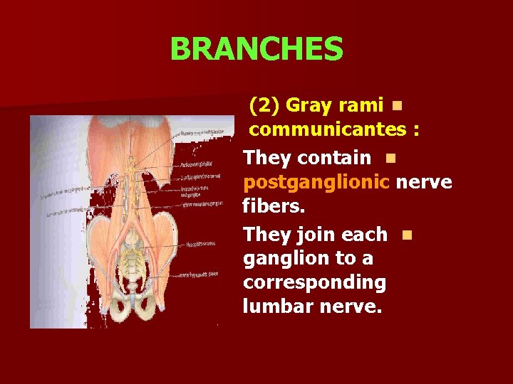 BRANCHES (2) Gray rami n communicantes : They contain n postganglionic nerve fibers. They