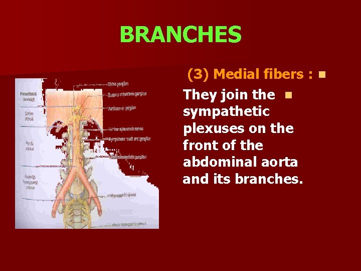 BRANCHES (3) Medial fibers : n They join the n sympathetic plexuses on the