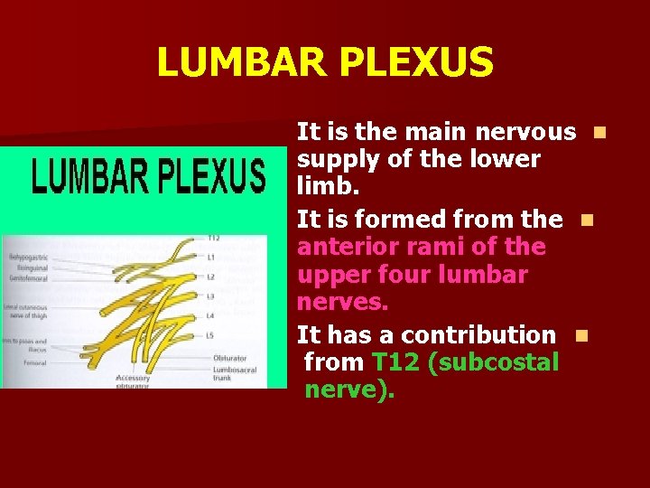 LUMBAR PLEXUS It is the main nervous n supply of the lower limb. It