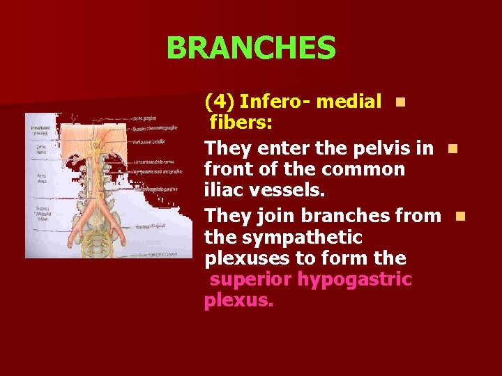 BRANCHES (4) Infero- medial n fibers: They enter the pelvis in n front of