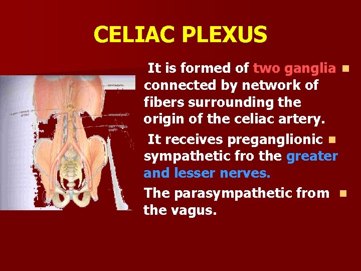 CELIAC PLEXUS It is formed of two ganglia n connected by network of fibers