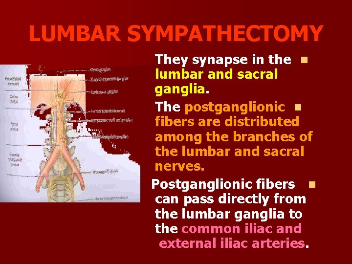 LUMBAR SYMPATHECTOMY They synapse in the n lumbar and sacral ganglia. The postganglionic n