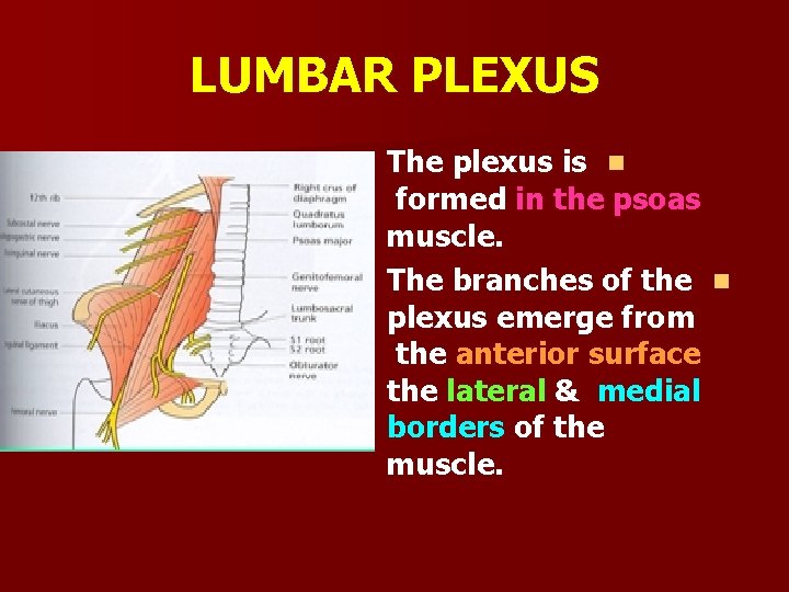 LUMBAR PLEXUS The plexus is n formed in the psoas muscle. The branches of