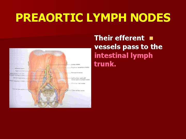 PREAORTIC LYMPH NODES Their efferent n vessels pass to the intestinal lymph trunk. 