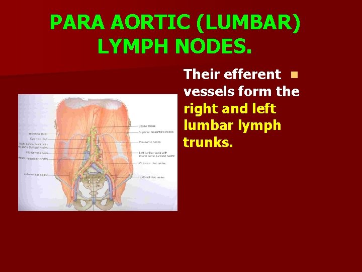 PARA AORTIC (LUMBAR) LYMPH NODES. Their efferent n vessels form the right and left