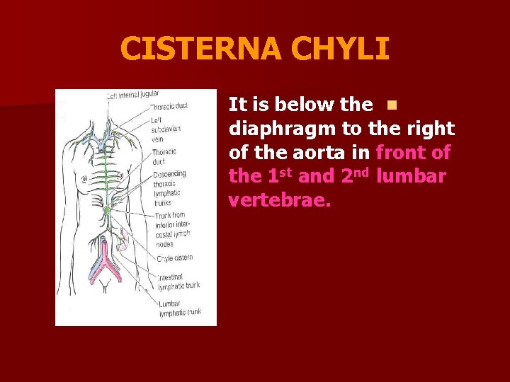 CISTERNA CHYLI It is below the n diaphragm to the right of the aorta