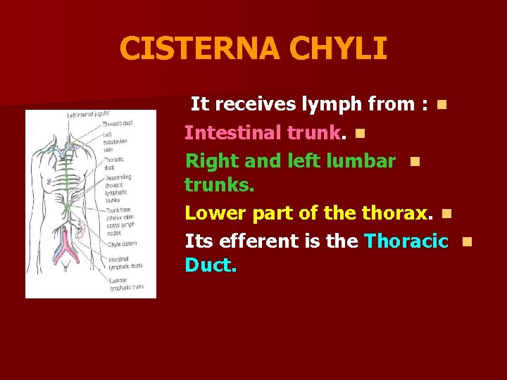 CISTERNA CHYLI It receives lymph from : n Intestinal trunk. n Right and left