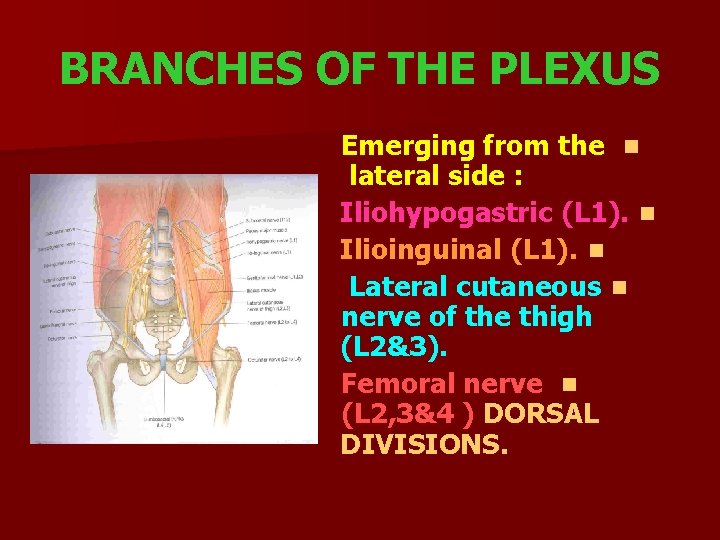 BRANCHES OF THE PLEXUS Emerging from the n lateral side : Iliohypogastric (L 1).