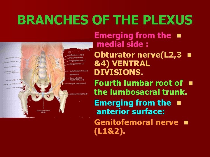 BRANCHES OF THE PLEXUS Emerging from the n medial side : Obturator nerve(L 2,