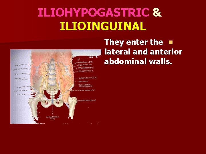 ILIOHYPOGASTRIC & ILIOINGUINAL They enter the n lateral and anterior abdominal walls. 