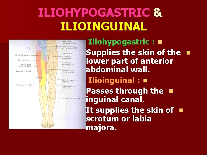 ILIOHYPOGASTRIC & ILIOINGUINAL Iliohypogastric : n Supplies the skin of the n lower part