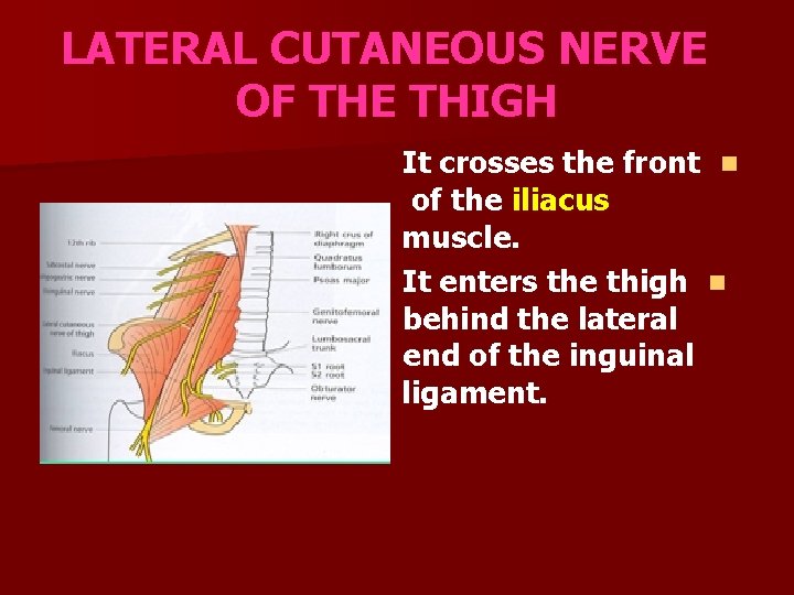 LATERAL CUTANEOUS NERVE OF THE THIGH It crosses the front n of the iliacus