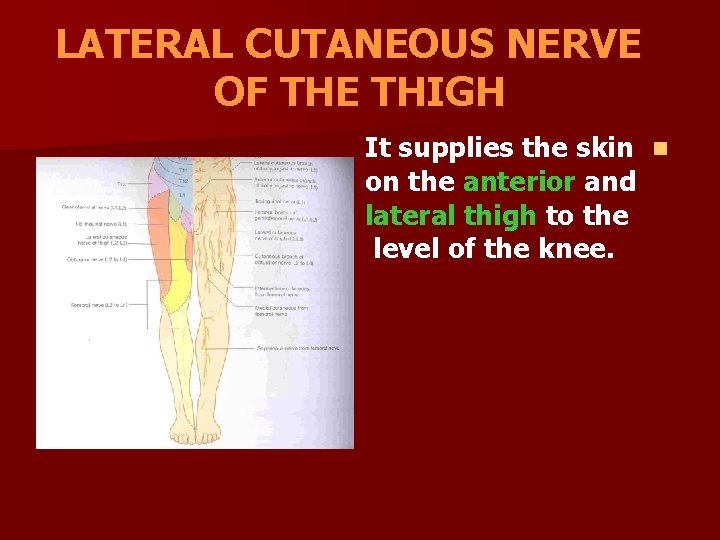 LATERAL CUTANEOUS NERVE OF THE THIGH It supplies the skin n on the anterior