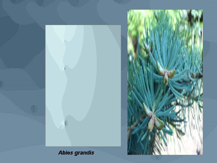 Abies grandis 