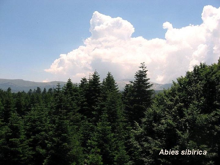 Abies sibirica 