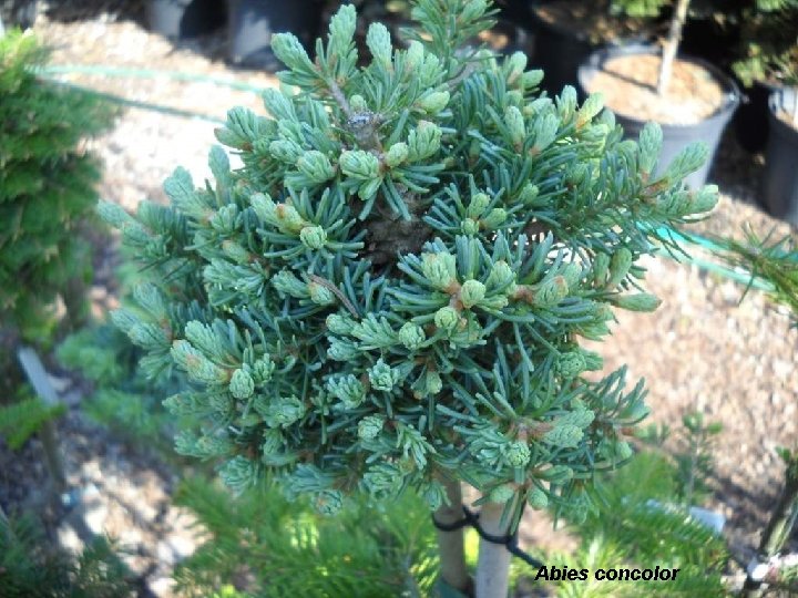 Abies concolor 