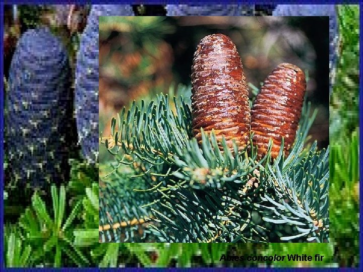 Abies concolor White fir 