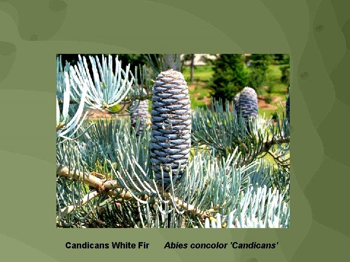 Candicans White Fir Abies concolor 'Candicans' 