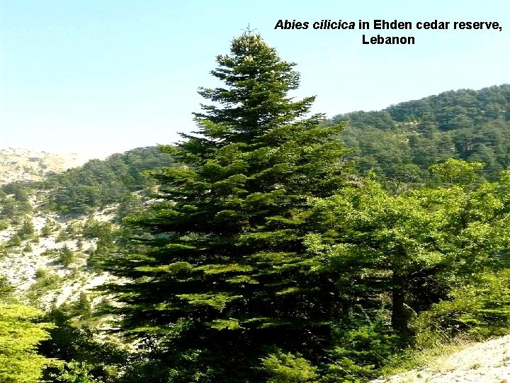 Abies cilicica in Ehden cedar reserve, Lebanon 