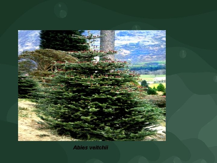 Abies veitchii 