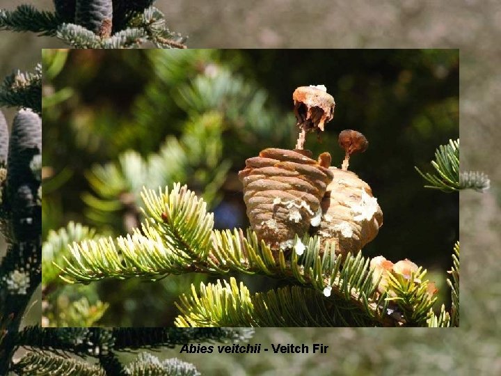 Abies veitchii - Veitch Fir 