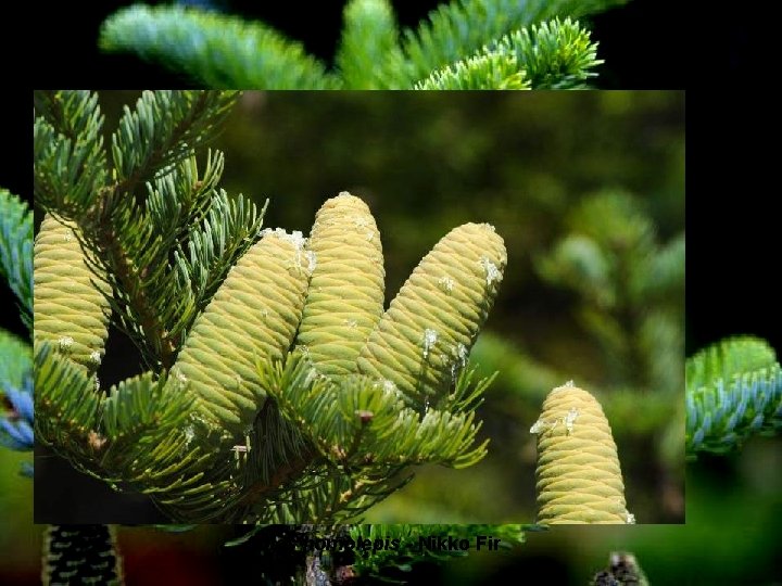 Abies homolepis - Nikko Fir 