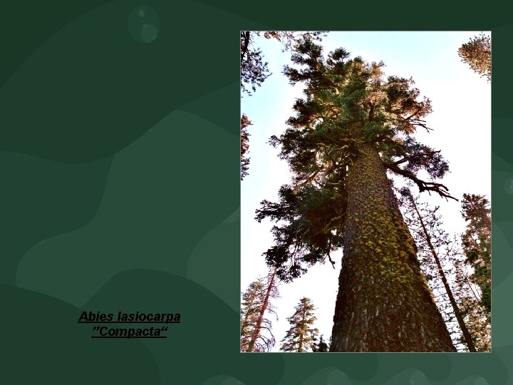 Abies lasiocarpa ”Compacta“ 