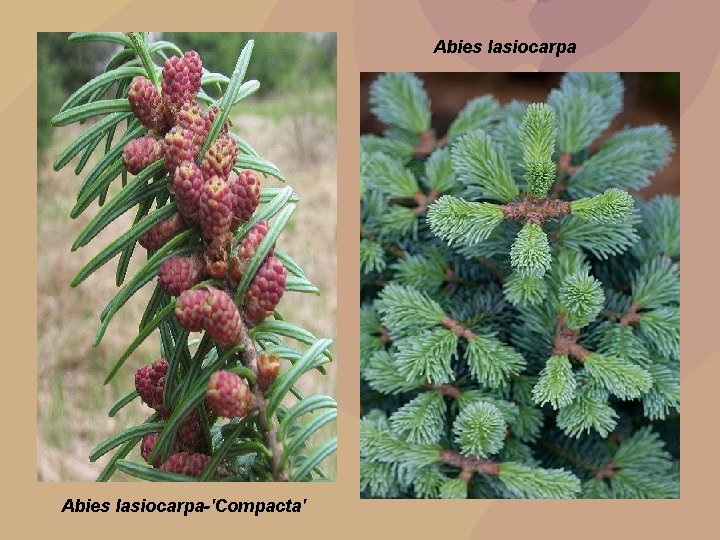 Abies lasiocarpa-'Compacta' 