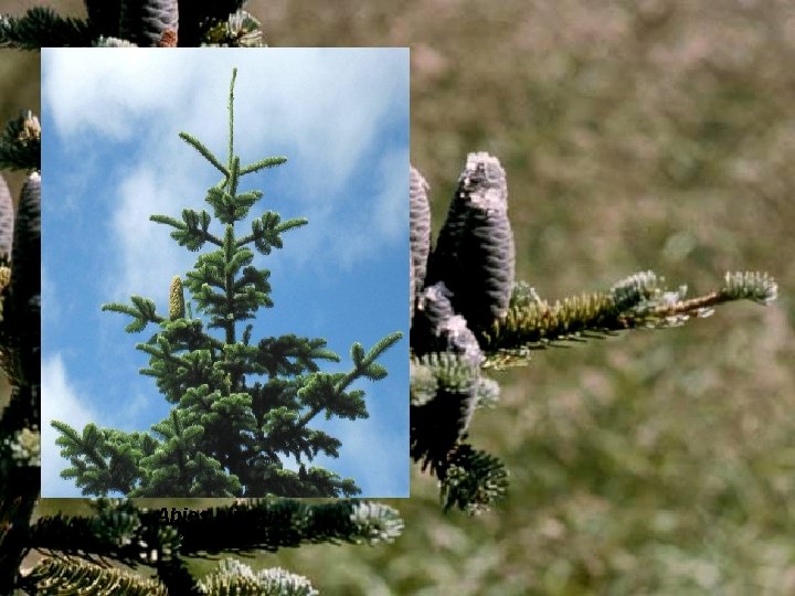 Abies pinsapo ”Glauca“ 