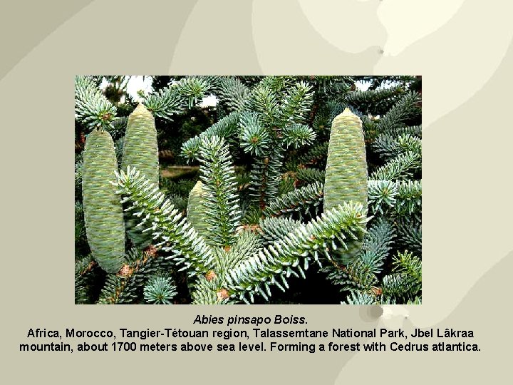 Abies pinsapo Boiss. Africa, Morocco, Tangier-Tétouan region, Talassemtane National Park, Jbel Lâkraa mountain, about