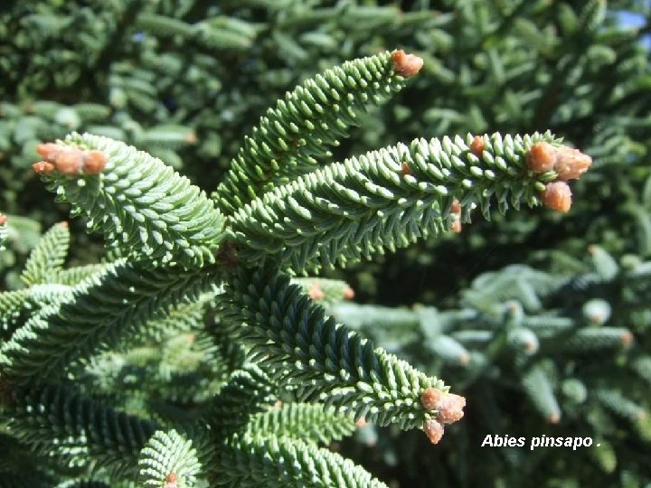 Abies pinsapo. 