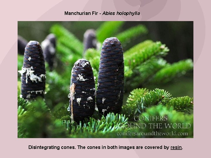 Manchurian Fir - Abies holophylla Disintegrating cones. The cones in both images are covered