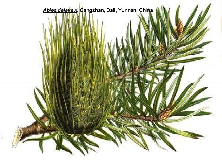 Abies delavayi, Cangshan, Dali, Yunnan, China 