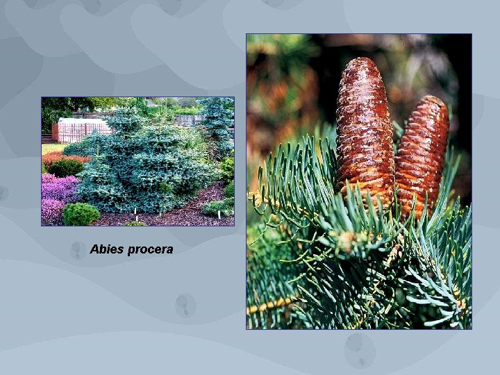 Abies procera 