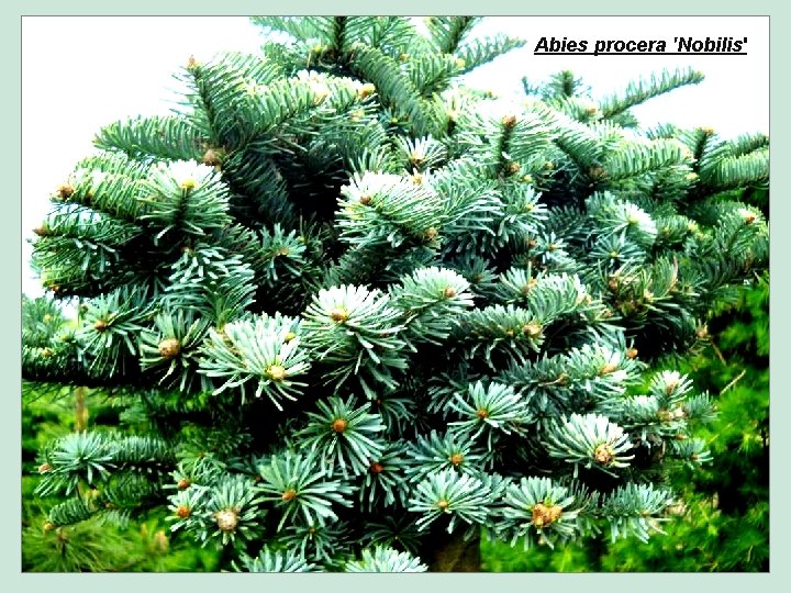 Abies procera 'Nobilis' 