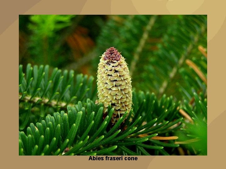 Abies fraseri cone 