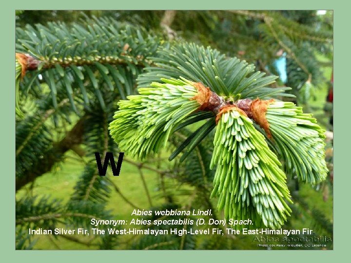 W Abies webbiana Lindl. Synonym: Abies spectabilis (D. Don) Spach. Indian Silver Fir, The