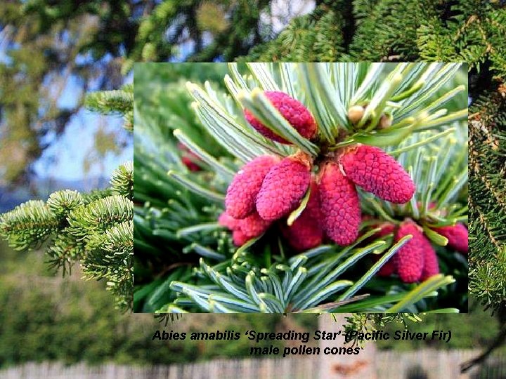 Abies amabilis ‘Spreading Star’ (Pacific Silver Fir) male pollen cones 