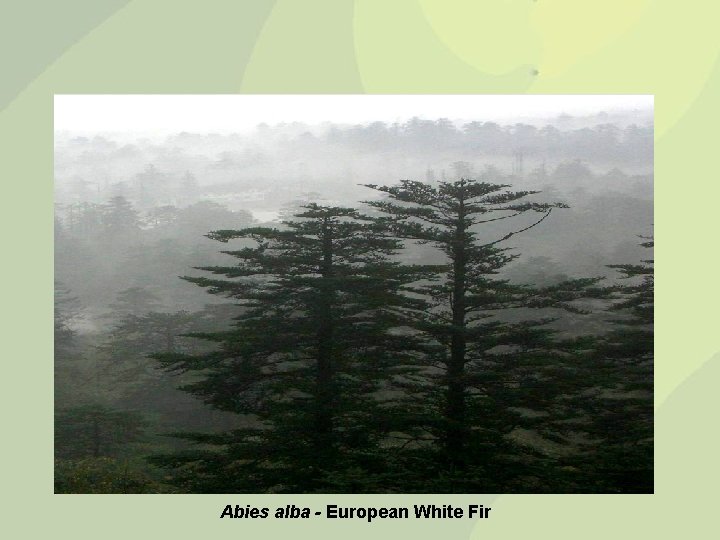 Abies alba - European White Fir 