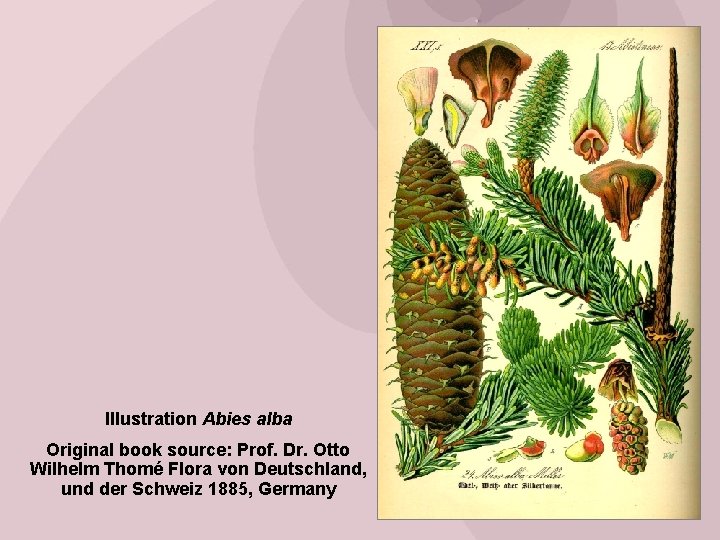 Illustration Abies alba Original book source: Prof. Dr. Otto Wilhelm Thomé Flora von Deutschland,