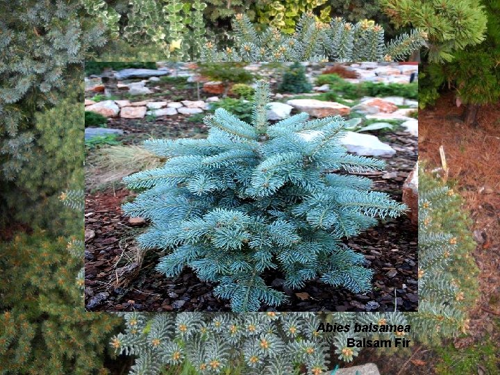 Abies balsamea Balsam Fir 