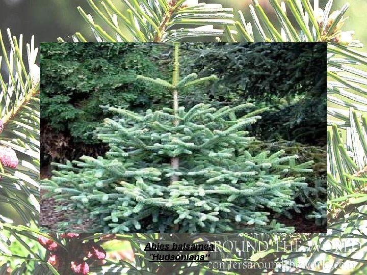 Abies balsamea ”Hudsoniana“ 