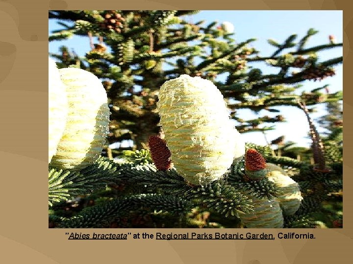 ''Abies bracteata'' at the Regional Parks Botanic Garden, California. 