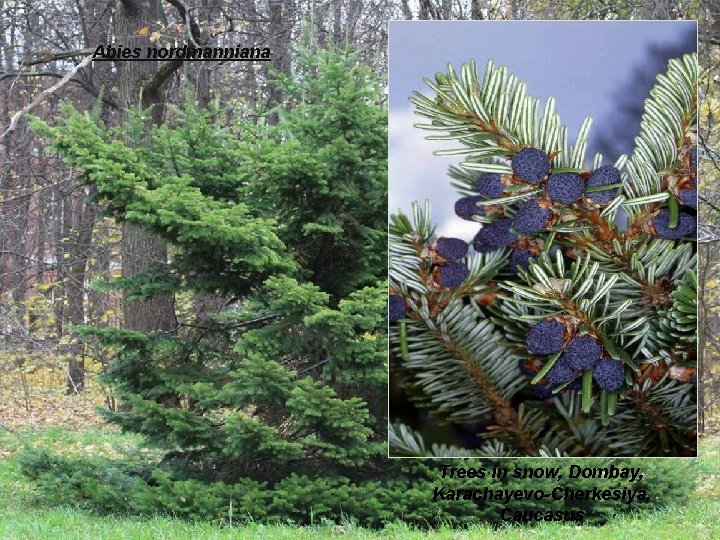 Abies nordmanniana Trees in snow, Dombay, Karachayevo-Cherkesiya, Caucasus 