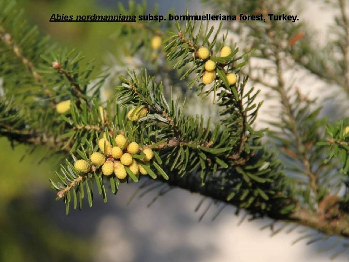 Abies nordmanniana subsp. bornmuelleriana forest, Turkey. 