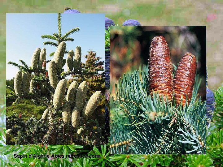 Sapin d'Algérie Abies numidica cone 