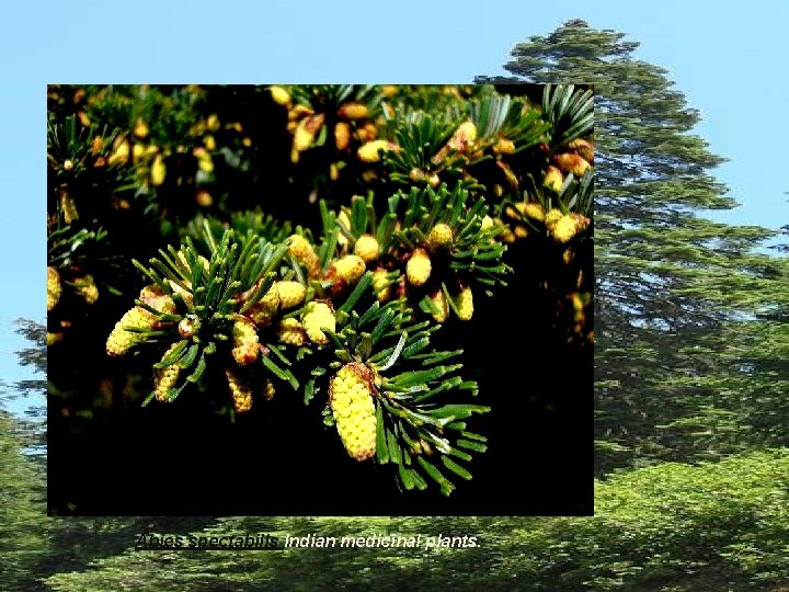 Abies spectabilis Indian medicinal plants. 